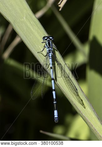 An Azure Damselfly (coenagrion Puella) Perched In Local Wetlands