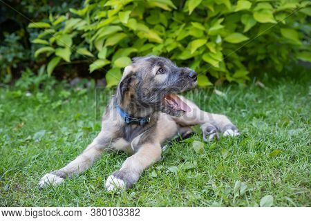 Puppy Irish Wolfhound Dog On Meadow In The Park During The Morning Walking.portrait A Nice Wolfhound