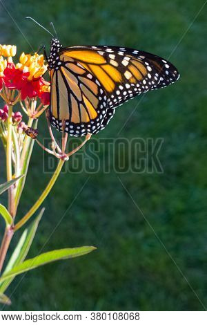 Monarch Butterfly Alit On A Tropical Milkweed Plant