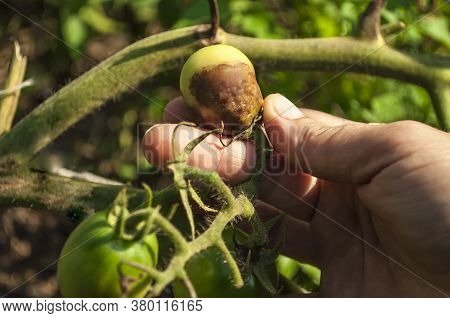 Part Of A Human Palm  Holding A Bunch Of Tomatoes. One Of The Tomatoes Is Affected By Late Blight. T