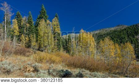 Yellow Leaves Of Aspen Trees In Nevada In The Fall On The Trail From Spooner Lake To Marlette Lake O