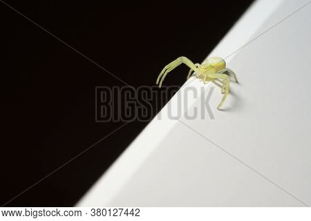 Abstract Scene, Small Black-footed Yellow Sac Spider Explores The Divide Between Black And White Hal