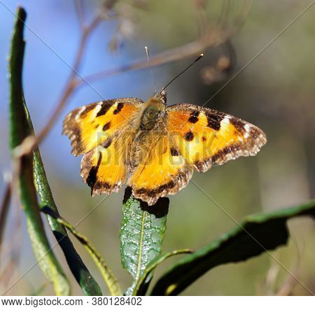 Satyr Comma Butterfly Perched On A Plant. Santa Clara County, California, Usa.