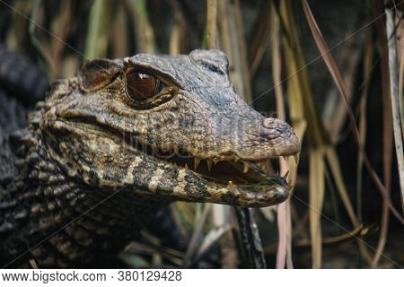 Closeup portrait of an aligator in his habitat