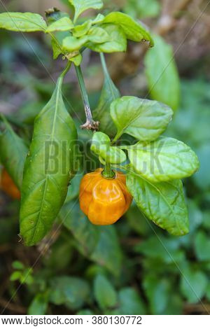 An Orange Chilli Pepper Growing In A Garden Organically