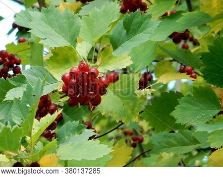Autumn Hawthorn Branch With Red Berries And Yellow Green Leaves On A Blury Background