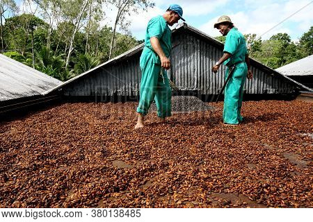 Ilheus, Bahia / Brazil - July 7, 2011: Employee Of A Cocoa Plantation Farm Are Seen On A Barge To Dr