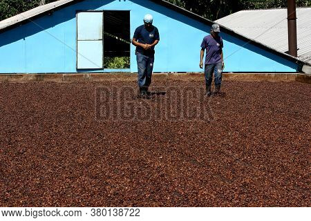 Ilheus, Bahia / Brazil - July 7, 2011: Employee Of A Cocoa Plantation Farm Are Seen On A Barge To Dr
