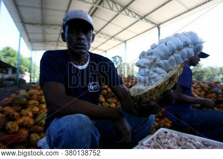 Ilheus, Bahia / Brazil - July 7, 2011: Employees Of A Cocoa Plantation Farm Are Seen Breaking The Fr