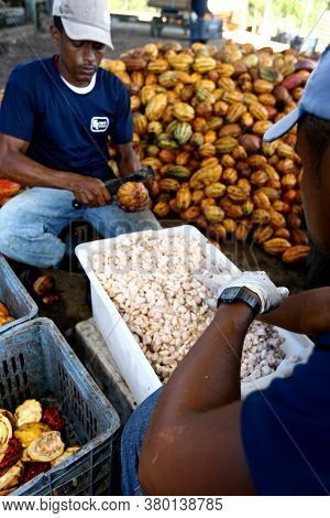 Ilheus, Bahia / Brazil - July 7, 2011: Employees Of A Cocoa Plantation Farm Are Seen Breaking The Fr