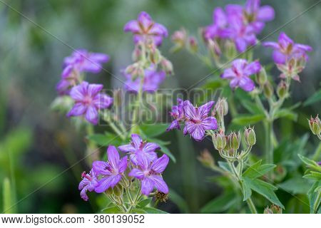 Sticky Geranium, A Flower Species Of Cranesbills Are Tiny Purple Flowers Growing In Yellowstone Nati