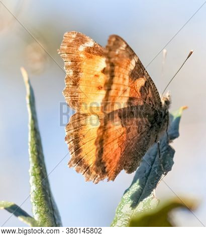 Satyr Comma Butterfly Perched On A Plant. Santa Clara County, California, Usa.