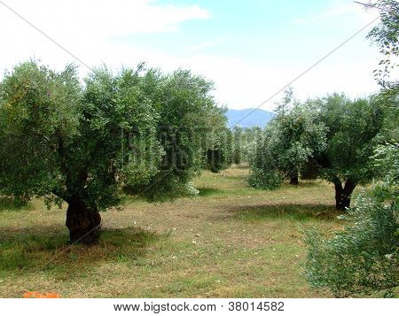 Olivo