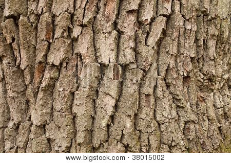 Eg bark tekstur