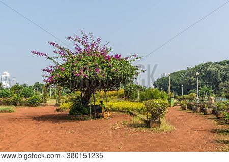 Mumbai, India - November 22, 2019: Bench Under A Flowering Tree In The Kamala Nehru Park. Find Sweep