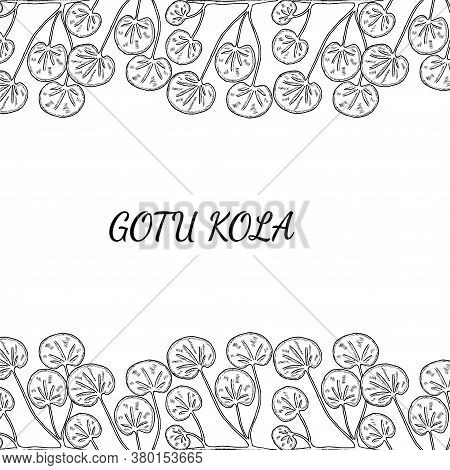 Gotu Kola Plant, Isolated On White Background. Centella Asiatica, Cosmetic And Medical Herb. Hand Dr