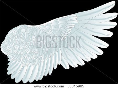 Ala blanca