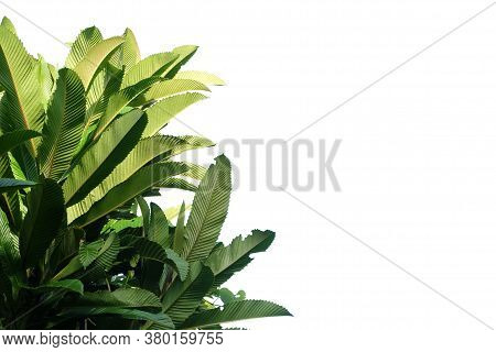 Tropical Elephant Apple Tree With Leaves Branches On White Isolated Background For Green Foliage Bac