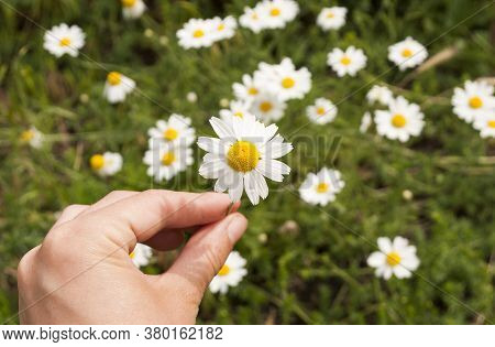 Chamomile In A Female Hand, Against The Background Of A Chamomile Field
