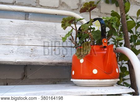 Pelargonium Flowers Planted In A Red Teapot With White Peas.