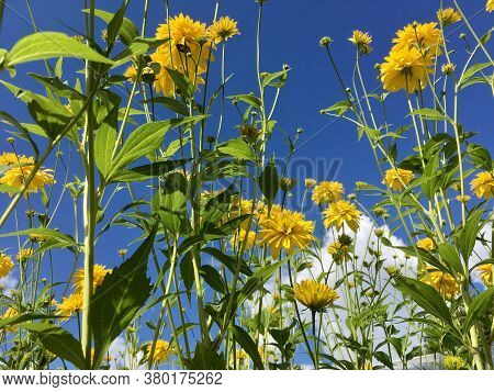 Yellow Flowers Against Blue Cloudy Sky. Beautiful Yellow Flowers Golden Ball (rudbeckia Laciniata Go