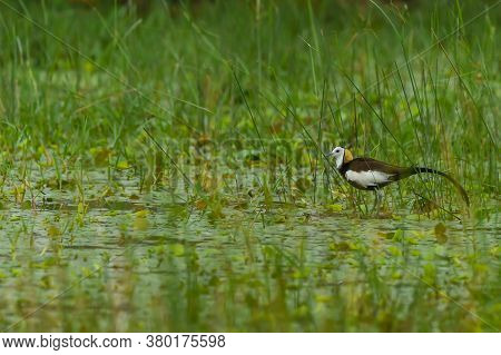 Pheasant Tailed Jacana Or Hydrophasianus Chirurgus In Wetland Of Keoladeo National Park Or Bharatpur