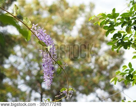 Flower Purple Sandpaper Vine Purple Wreath Bouquet Of Five Petals Like Five Pointed Hairy Base Of Th