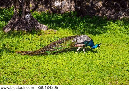 Gorgeous peacock walks in the green grass. Gorgeous green south park. Israel. Orthodox monastery of the Twelve Apostles. The concept of religious pilgrimage and photo tourism