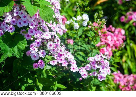 Phlox. Inflorescences Of Purple And Pink Phlox In The Open Air. Garden Flowers In The Flowerbed. Pla