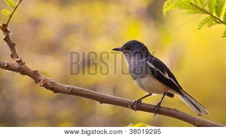 Straka Robin