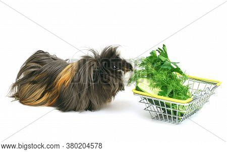 Funny Shaggy Sheba Guinea Pig Eats From A Shopping Basket Filled With Purchased Greens On A White Ba