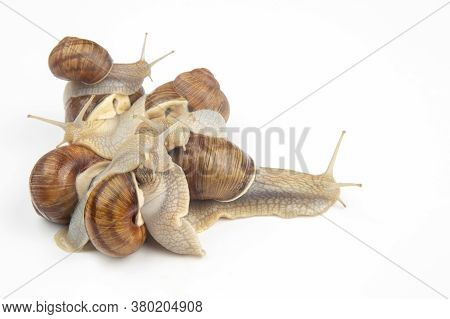Helix Pomatia. Grape Snail On A White Background. Mollusc And Invertebrate. Gourmet Protein Meat Foo