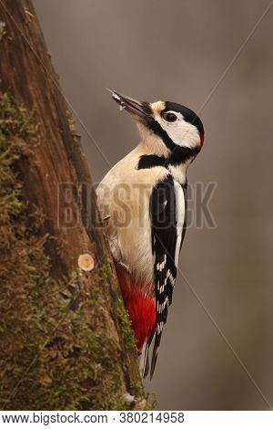 The Great Spotted Woodpecker (dendrocopos Major) Sitting On The Tree Trunk Covered By Moss In The Wi