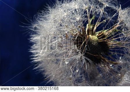Dendelion. Abstract Macro Photo Of Dendelion Seeds