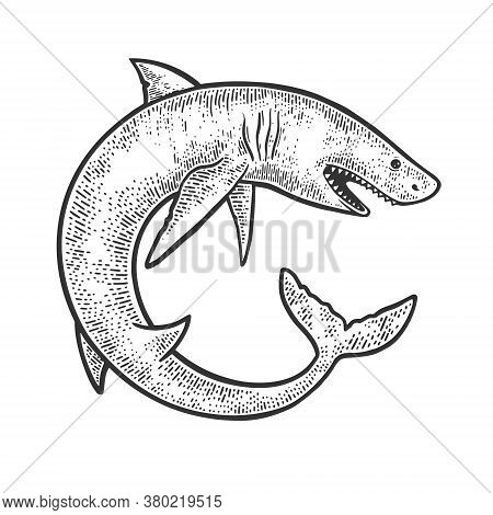 Shark Catshark Rolled In Circle Ring Sketch Engraving Vector Illustration. T-shirt Apparel Print Des