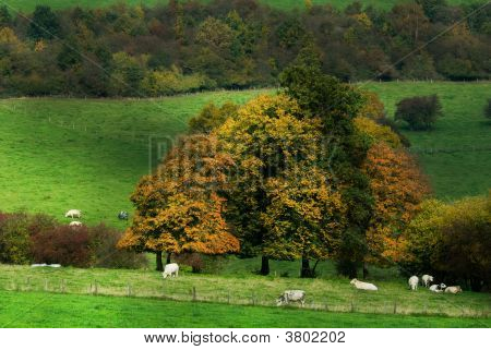 Paisagem de outono Country