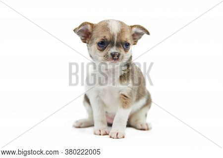 teacup dog for adoption