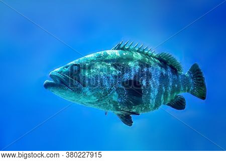 Giant grouper fish, epinephelus itajara, a saltwater fish that is critically endangered in the wild. Found mainly in shallow tropical coral reefs. 