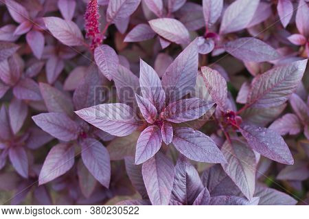Purple Leaf Texture For Your Project. Natural
