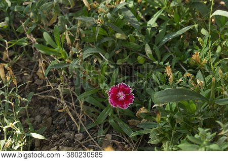 Beautiful Small Flower With Original And Contrasting Petals