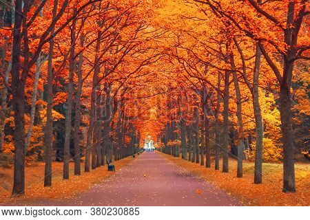 Alley Of Orange-red Maples In The Park Walking Path In Perspective