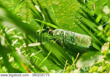 Environmental Water Pollution. Polluted River - Dirty Green Water, Garbage, Waste And Trash. Harmful