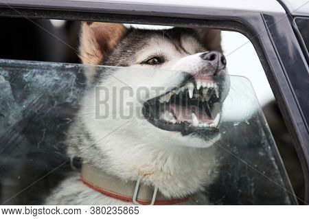 Husky Sled Dog In Car, Travel Pet. Dog Locked Inside Car, Looking Out Car Window And Waiting For Wal