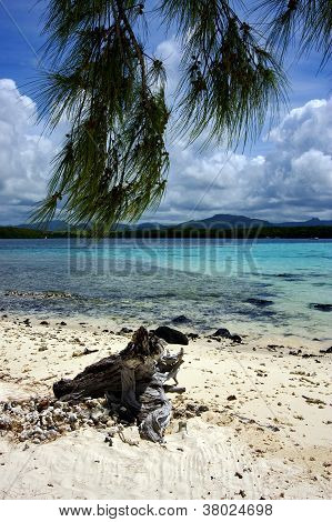 Tree In Deus Cocos Mauritius