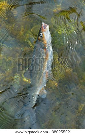 Pesce sul gancio