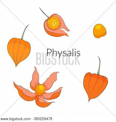 Physalis Berries And Leaves Set, Superfoods Stock Vector Illustration.
