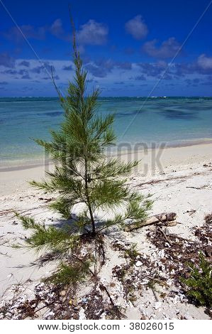 Bush Mauritius Beach