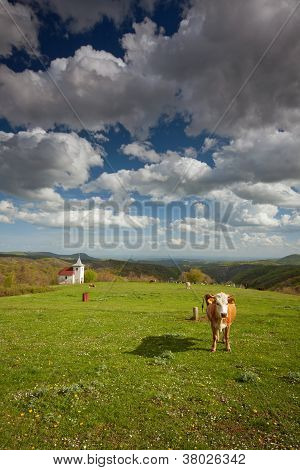 Mucche al pascolo su prato