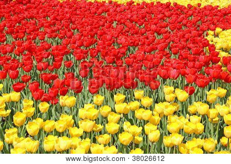 Tulipani rossi e gialli luminosi