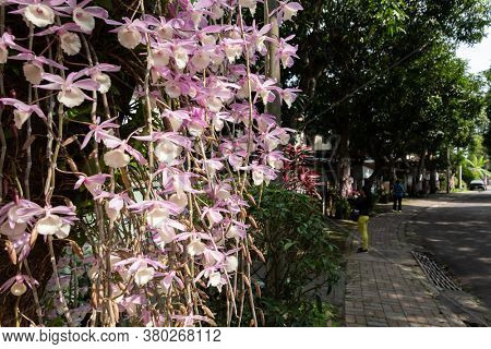 Nantou, Taiwan - April 9th, 2020: dendrobium flowers at street with tourists in Zhongxing new village, Nantou, Taiwan, Asian